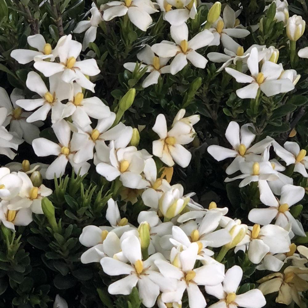 Gardenia jasminoides ‘RLH-GA1’ ~ Bloomin' Easy® Daisy Duke™ Gardenia-ServeScape