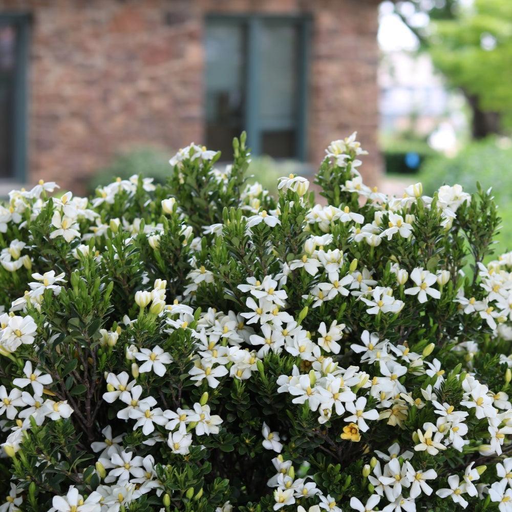 Gardenia jasminoides ‘RLH-GA1’ ~ Bloomin' Easy® Daisy Duke™ Gardenia-ServeScape