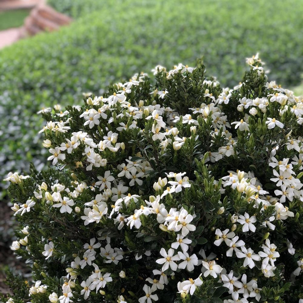 Gardenia jasminoides ‘RLH-GA1’ ~ Bloomin' Easy® Daisy Duke™ Gardenia-ServeScape