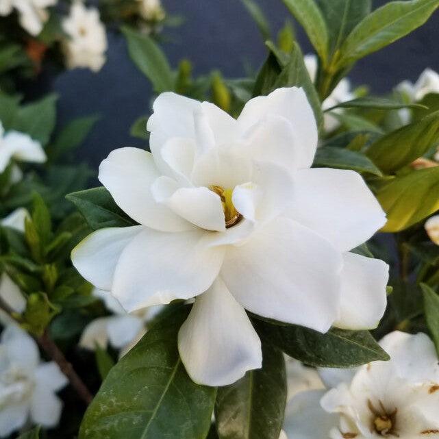 Gardenia jasminoides 'Baildeniaone' PP36,284 ~ Big Beauty® Gardenia-ServeScape
