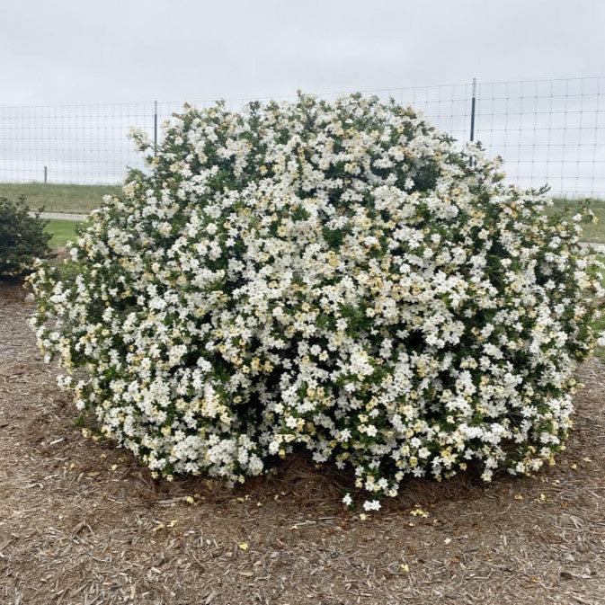 Gardenia jasminoides 'Baildeniaone' PP36,284 ~ Big Beauty® Gardenia-ServeScape
