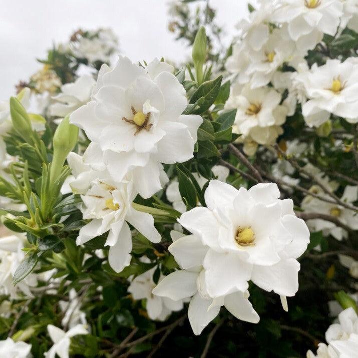 Gardenia jasminoides 'Baildeniaone' PP36,284 ~ Big Beauty® Gardenia-ServeScape
