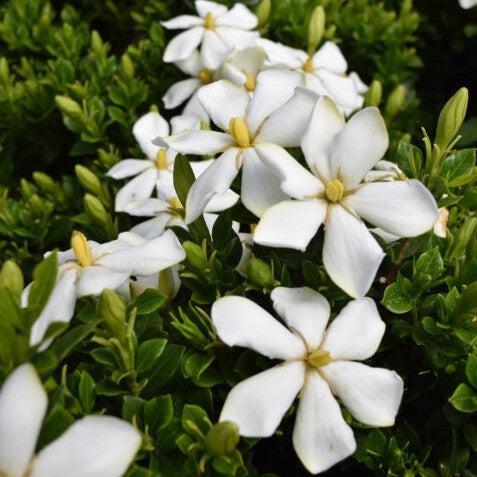 Gardenia jasminoides 'PIIGA-III' ~ First Editions® Sweet Star™ Gardenia-ServeScape
