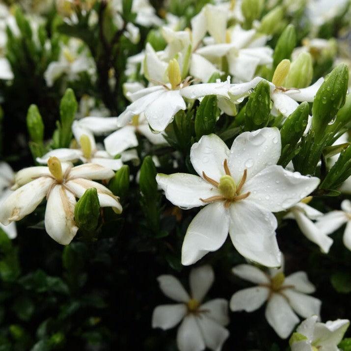 Gardenia jasminoides 'PIIGA-III' ~ First Editions® Sweet Star™ Gardenia-ServeScape