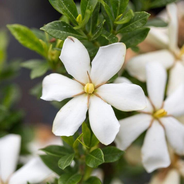 Gardenia jasminoides 'PIIGA-III' ~ First Editions® Sweet Star™ Gardenia-ServeScape