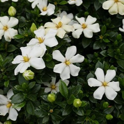 Gardenia jasminoides 'PIIGA-III' ~ First Editions® Sweet Star™ Gardenia-ServeScape