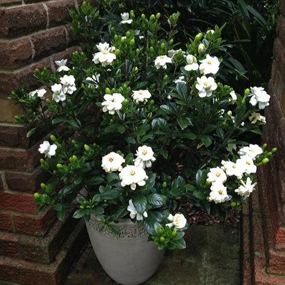 Gardenia jasminoides 'Buttons' ~ Buttons Gardenia-ServeScape