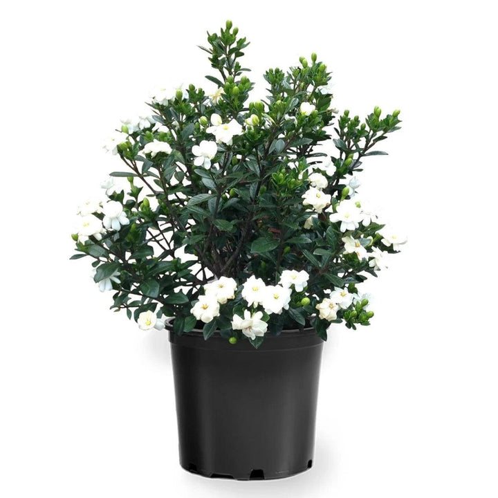 Gardenia jasminoides 'Buttons' ~ Buttons Gardenia-ServeScape