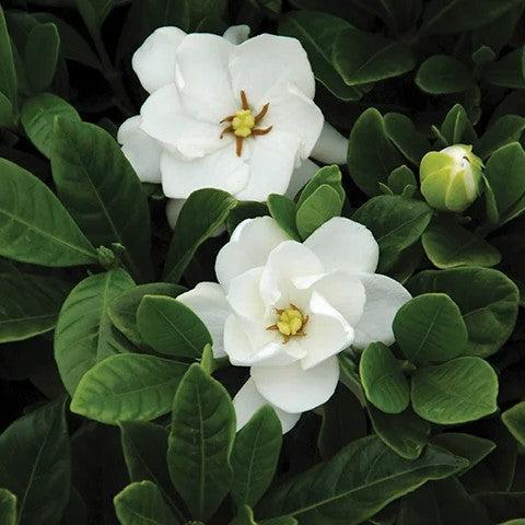 Gardenia jasminoides 'Buttons' ~ Buttons Gardenia-ServeScape
