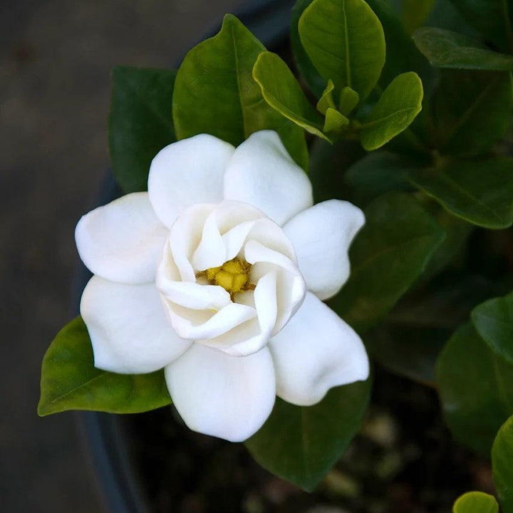 Gardenia jasminoides 'Buttons' ~ Buttons Gardenia-ServeScape