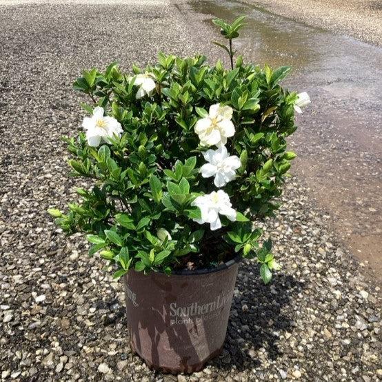 Gardenia jasminoides 'Leeone' ~ Jubilation™ Gardenia-ServeScape