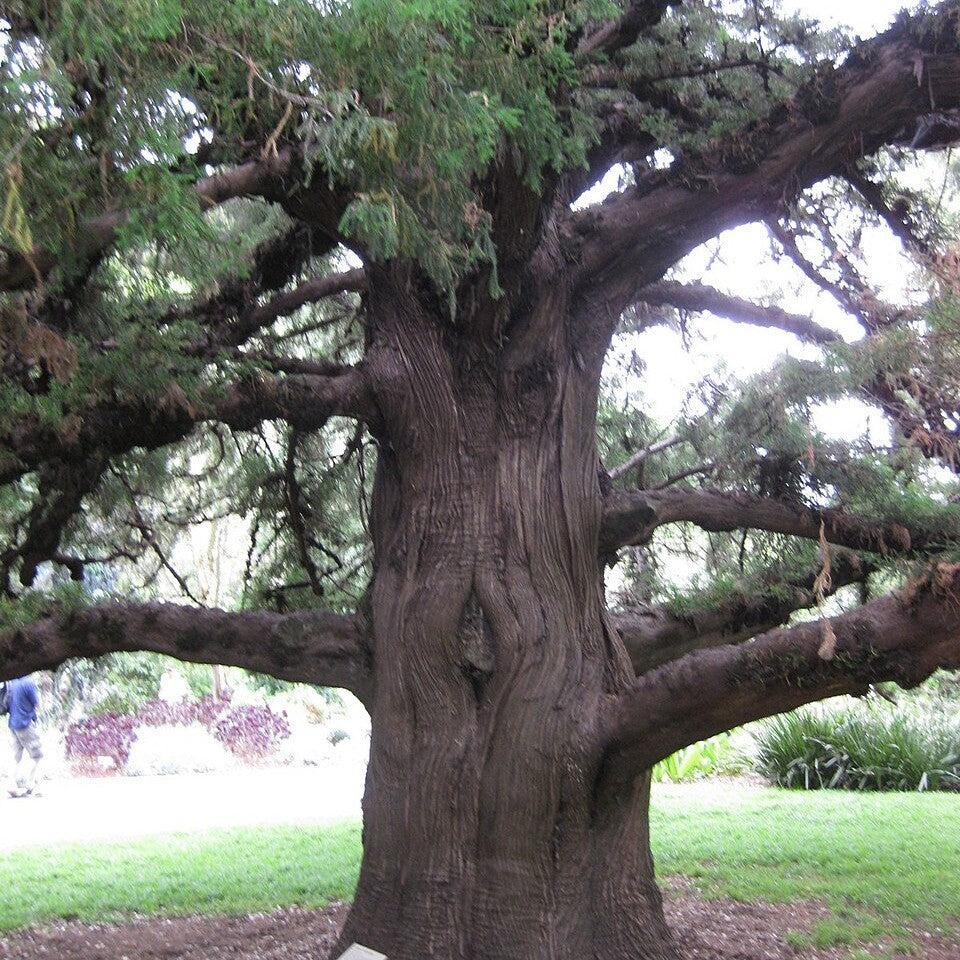 Juniperus bermudiana ~ Bermuda Cedar-ServeScape