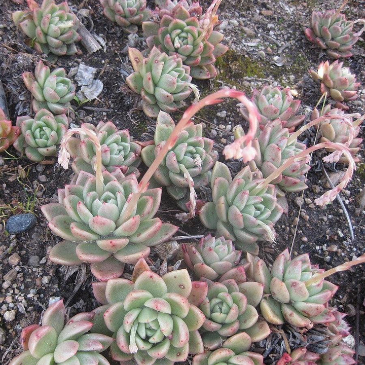 Echeveria purpusorum 'Green Gilva' ~ Green Gilva Echeveria-ServeScape