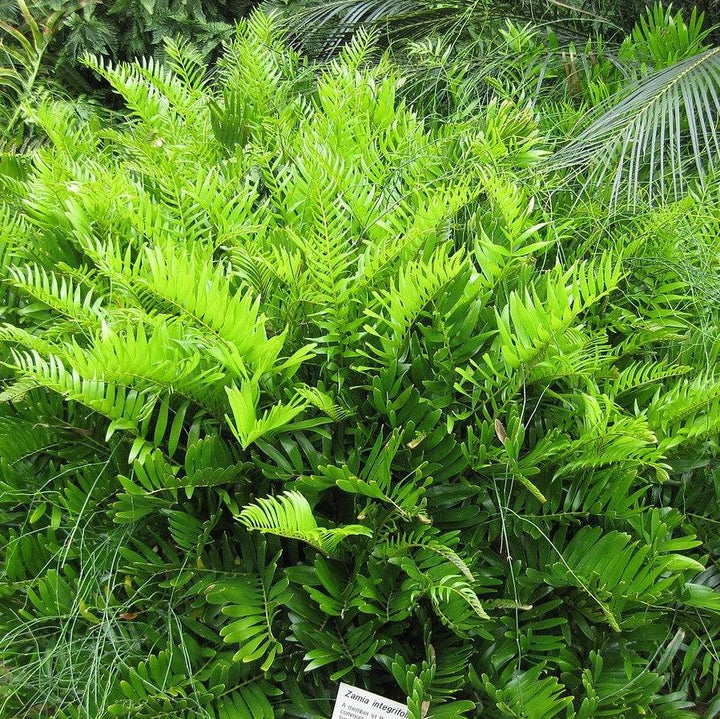 Zamia integrifolia ~ Coontie Palm-ServeScape