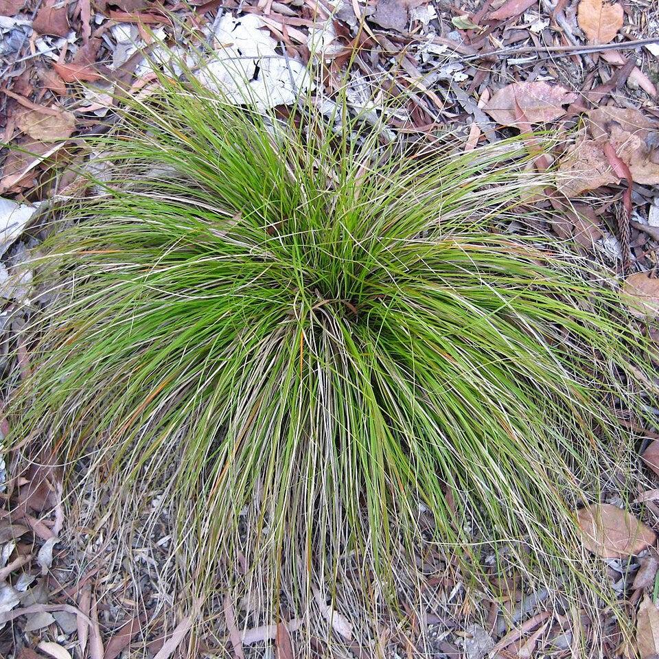 Carex testacea ~ Orange Hair Sedge-ServeScape