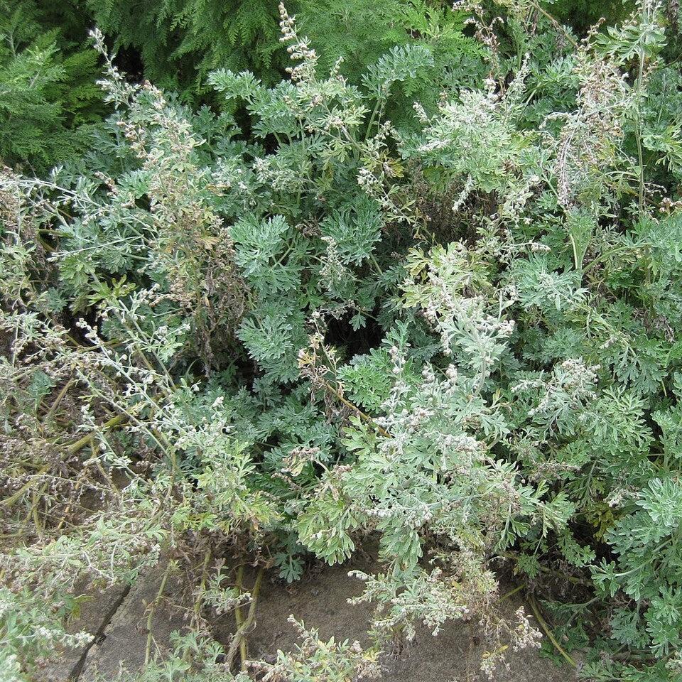 Artemisia absinthium ~ Wormwood-ServeScape