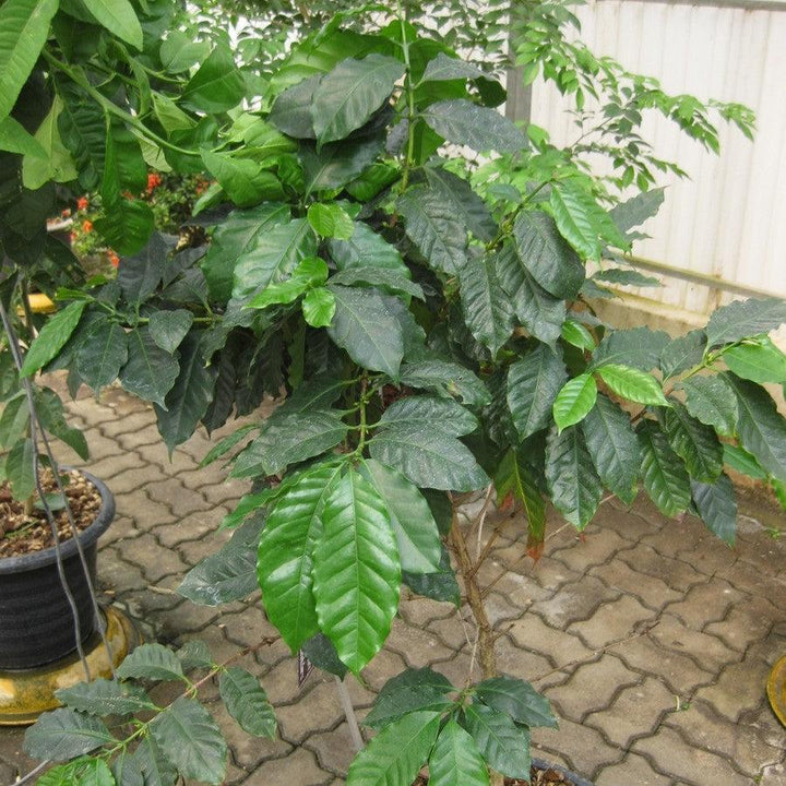 Coffea arabica ~ Coffee-ServeScape