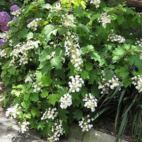 Hydrangea quercifolia 'Bocotoso' ~ Toy Soldier™ Oakleaf Hydrangea-ServeScape