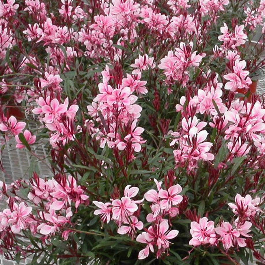 Gaura lindheimeri 'Sme-2' ~ Passionate Blush™ Gaura-ServeScape
