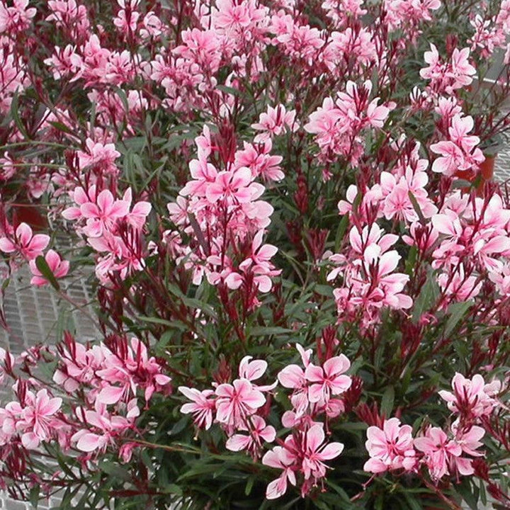 Gaura lindheimeri 'Sme-2' ~ Passionate Blush™ Gaura-ServeScape