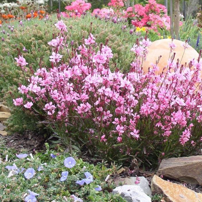Gaura lindheimeri 'Sme-2' ~ Passionate Blush™ Gaura-ServeScape