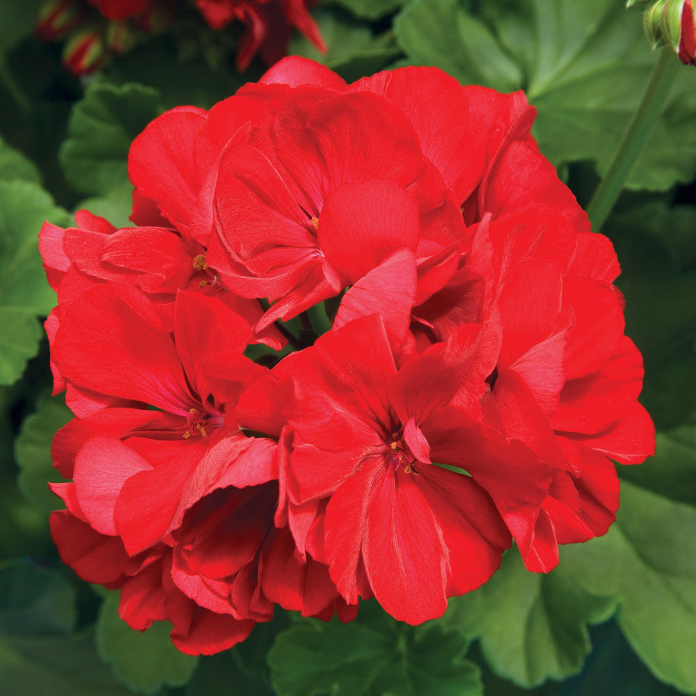 Pelargonium interspecific 'Calliope Large Dark Red' ~ Calliope® Large Dark Red Geranium-ServeScape