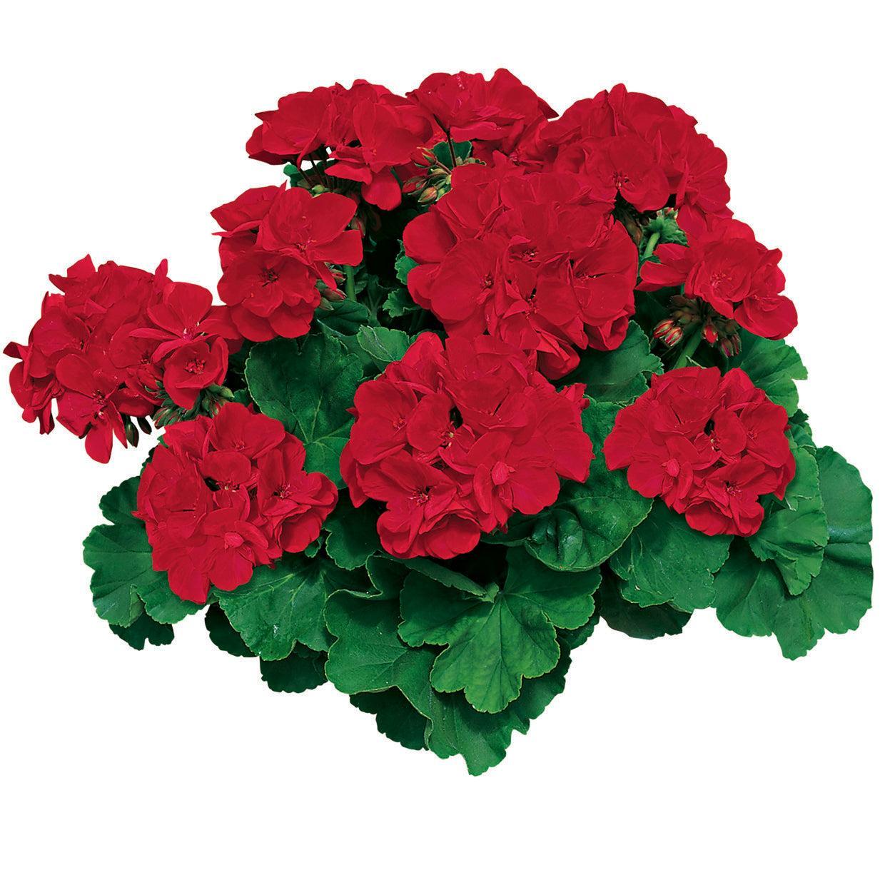Pelargonium zonal 'Americana Dark Red' ~ Americana® Dark Red Zonal Geranium-ServeScape