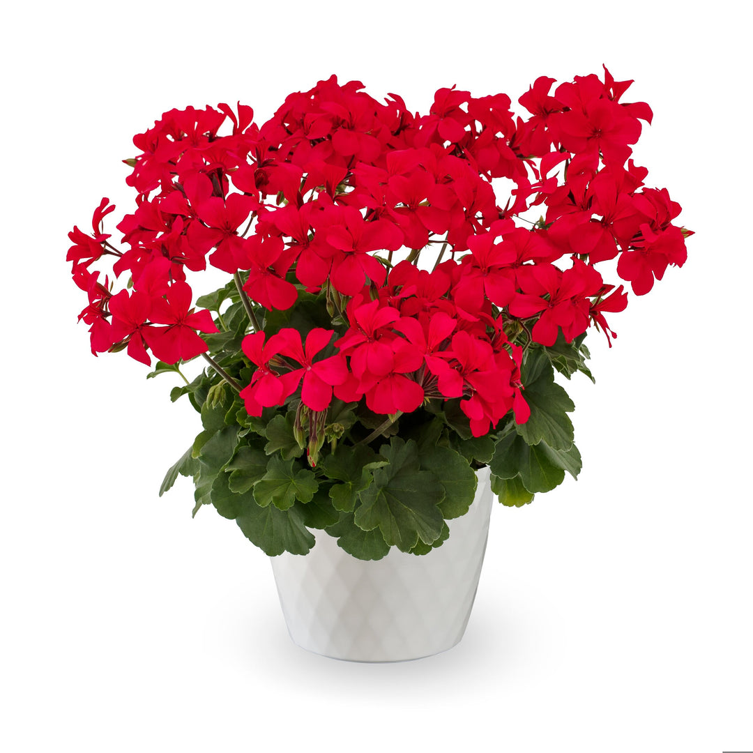 Pelargonium interspecific 'Caliente Hot Pink' ~ Caliente® Hot Pink Geranium-ServeScape