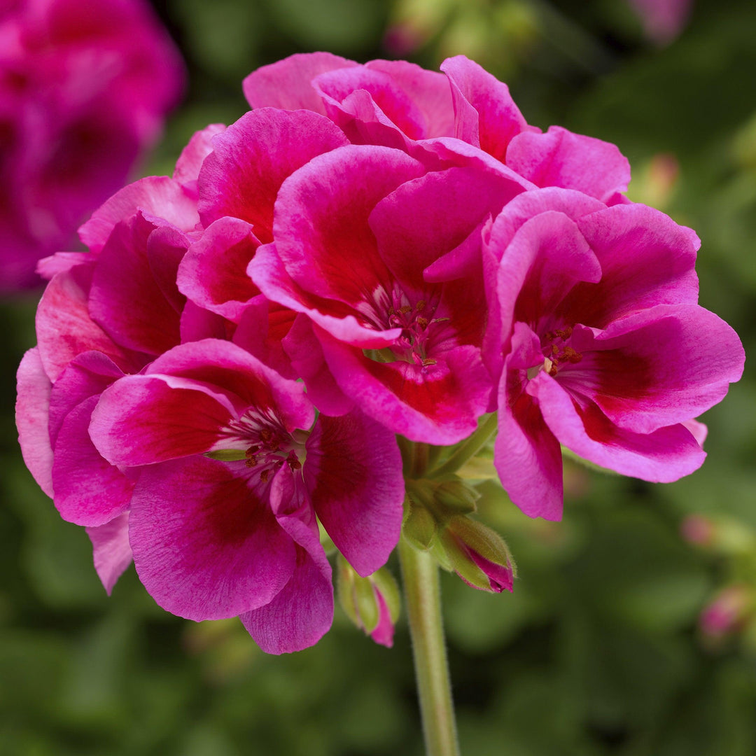 Pelargonium interspecific 'Lavender Mega Splash' ~ Calliope® Large Lavender Mega Splash Geranium-ServeScape