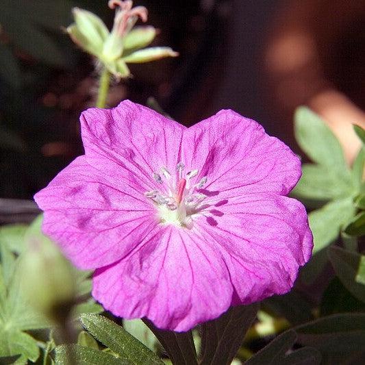 Geranium sanguineum 'New Hampshire Purple' ~ New Hampshire Purple Geranium-ServeScape