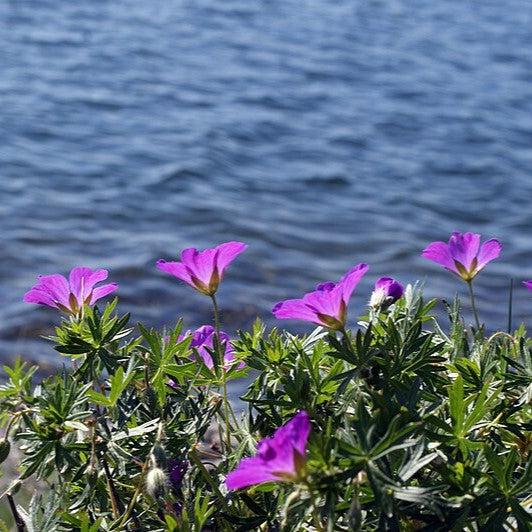 Geranium sanguineum 'New Hampshire Purple' ~ New Hampshire Purple Geranium-ServeScape