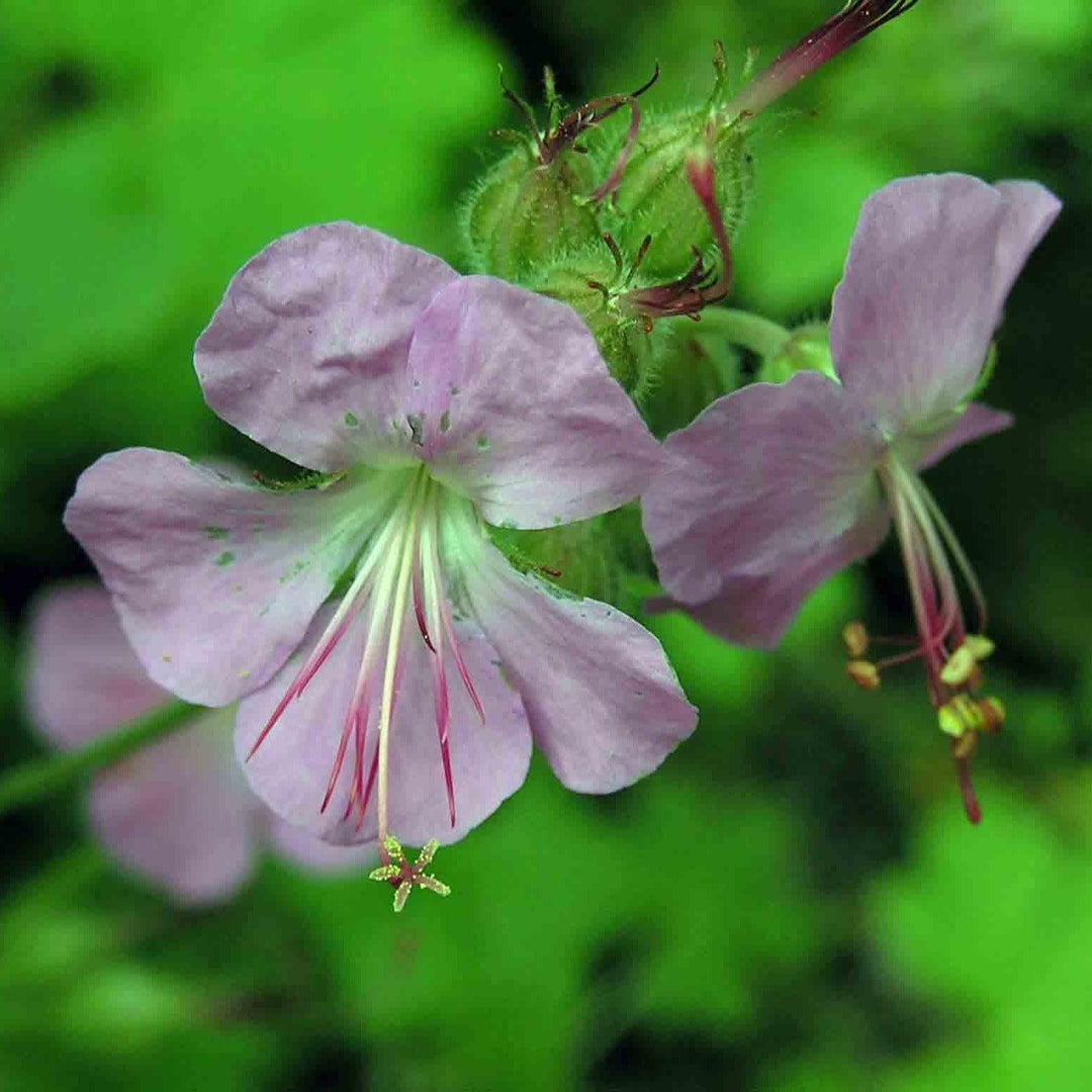 Geranium x cantabrigiense 'Cambridge' ~ Cambridge Cranesbill-ServeScape
