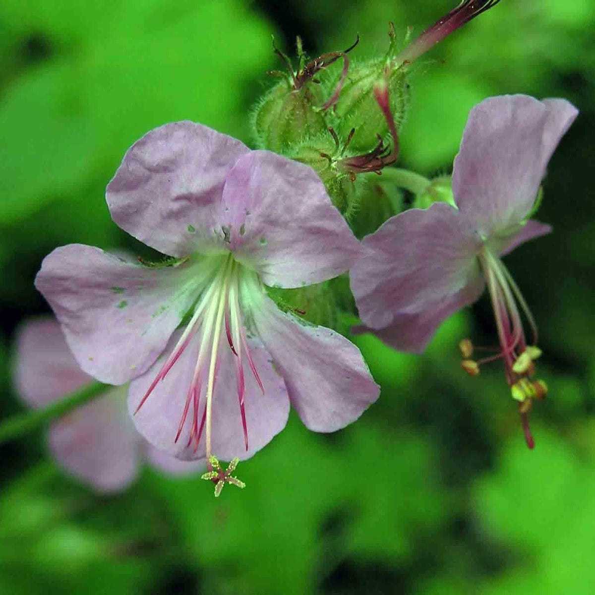 Geranium x cantabrigiense 'Cambridge' ~ Cambridge Cranesbill-ServeScape