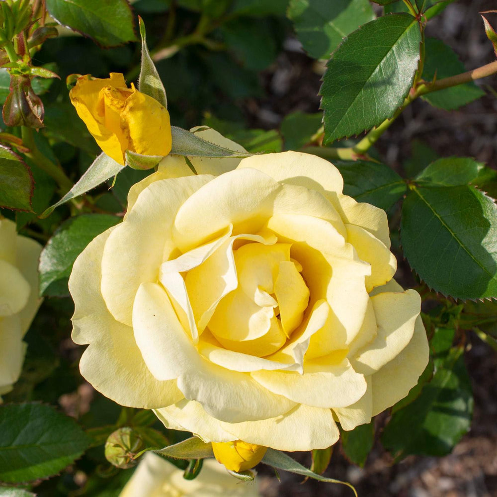 Rosa 'Meianycid' PP 27,894 ~ Bloomables® Gilded Sun™ Rose-ServeScape