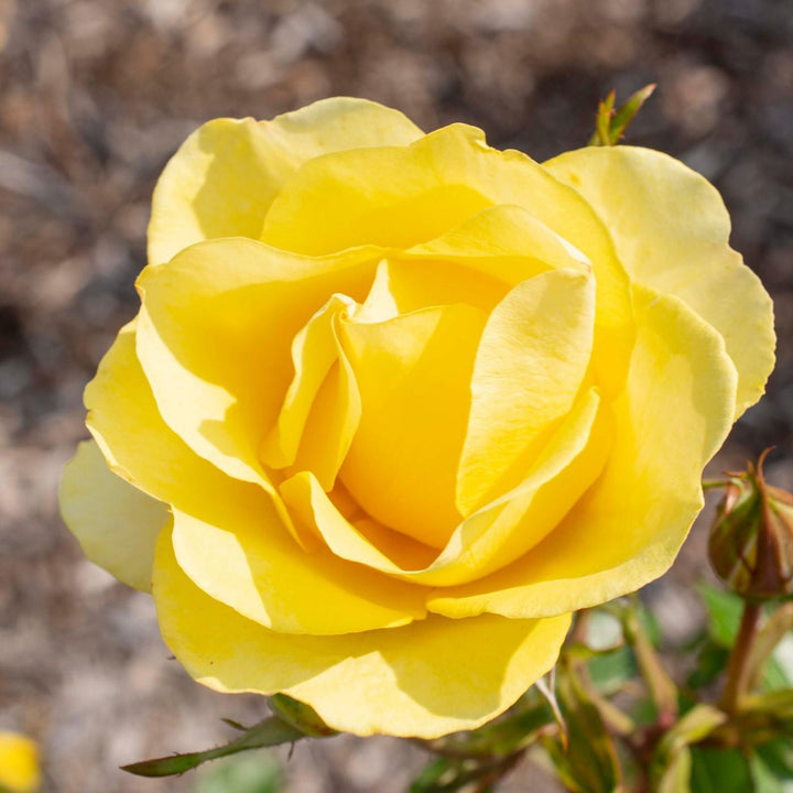 Rosa 'Meianycid' PP 27,894 ~ Bloomables® Gilded Sun™ Rose-ServeScape