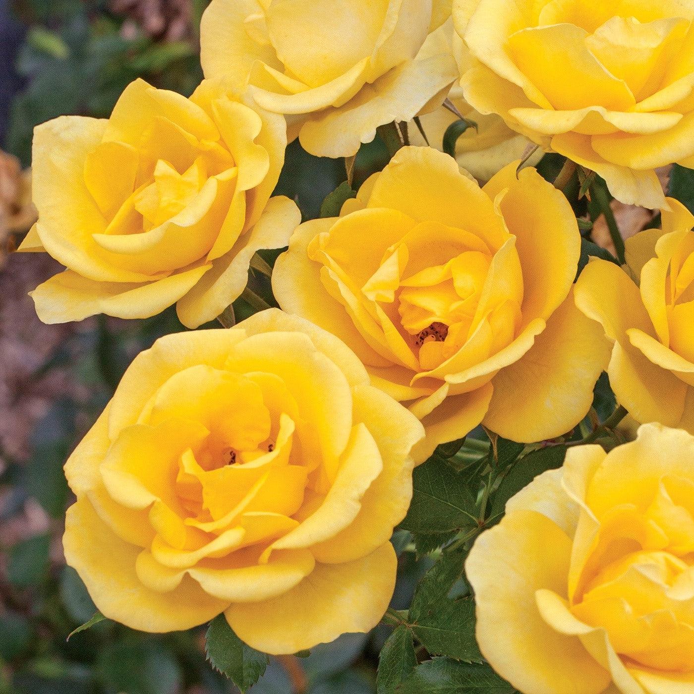 Rosa 'Meianycid' PP 27,894 ~ Bloomables® Gilded Sun™ Rose-ServeScape