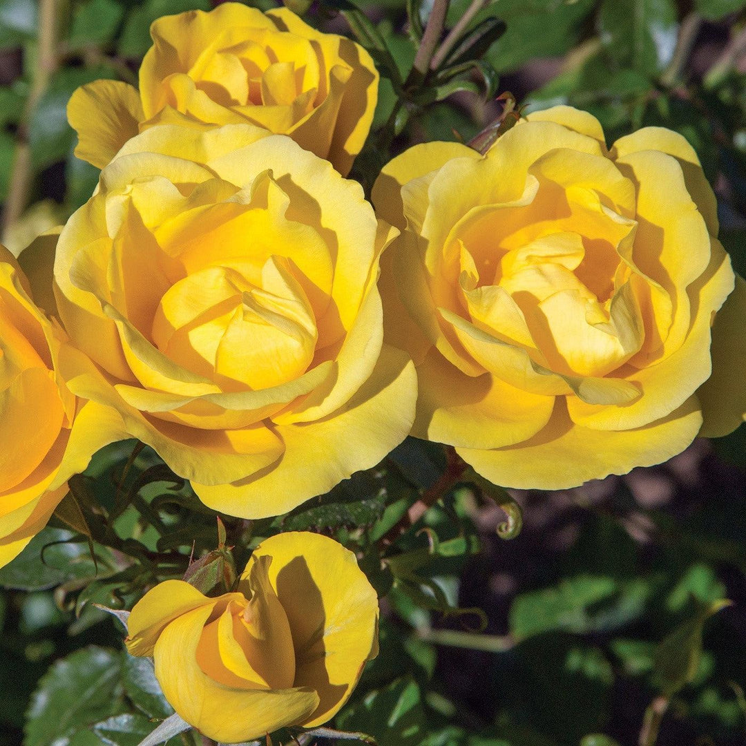 Rosa 'Meianycid' PP 27,894 ~ Bloomables® Gilded Sun™ Rose-ServeScape