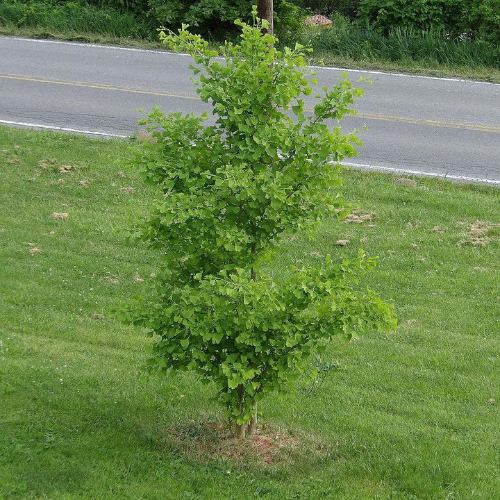 Ginkgo biloba 'Grindstone' ~ Grindstone™ Ginkgo-ServeScape