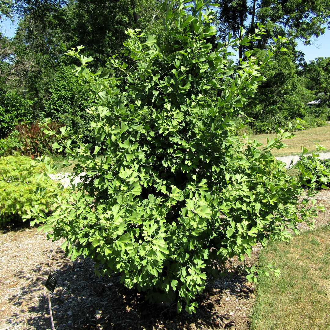 Ginkgo biloba 'Jade Butterfly' ~ Jade Butterfly Ginkgo-ServeScape