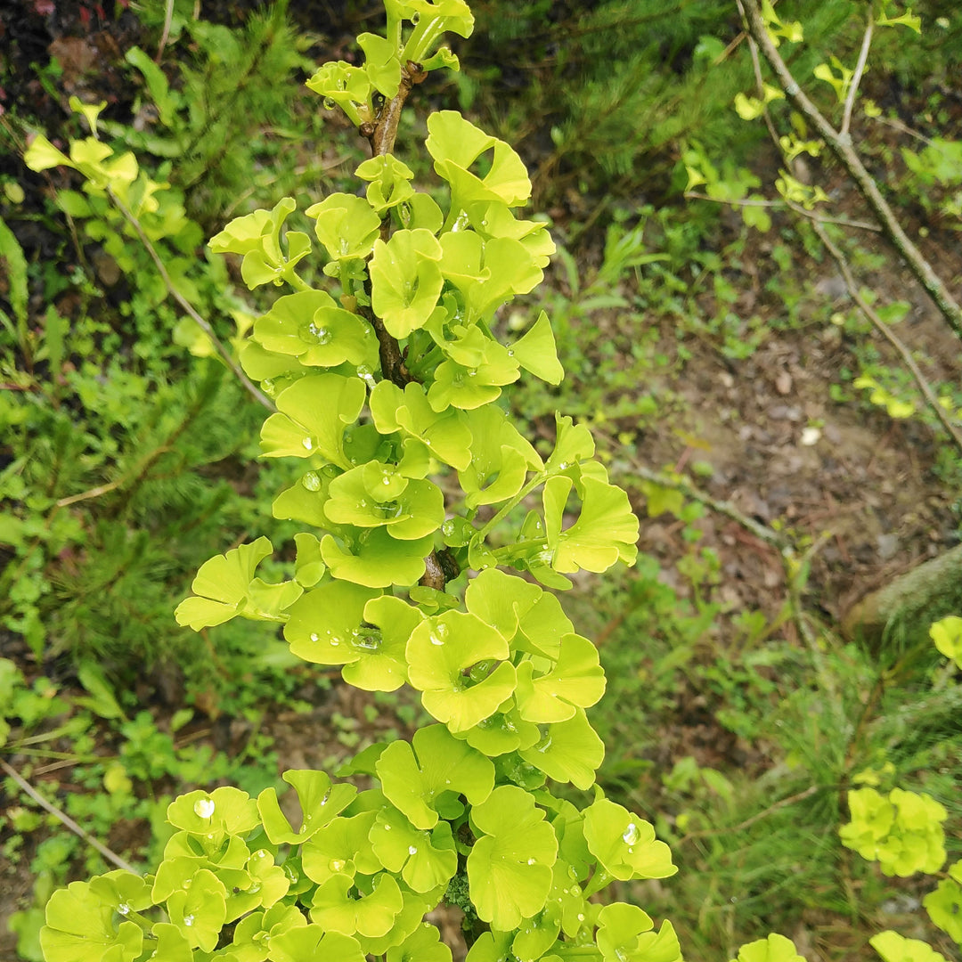 Ginkgo biloba 'Mariken' ~ Mariken Ginkgo-ServeScape