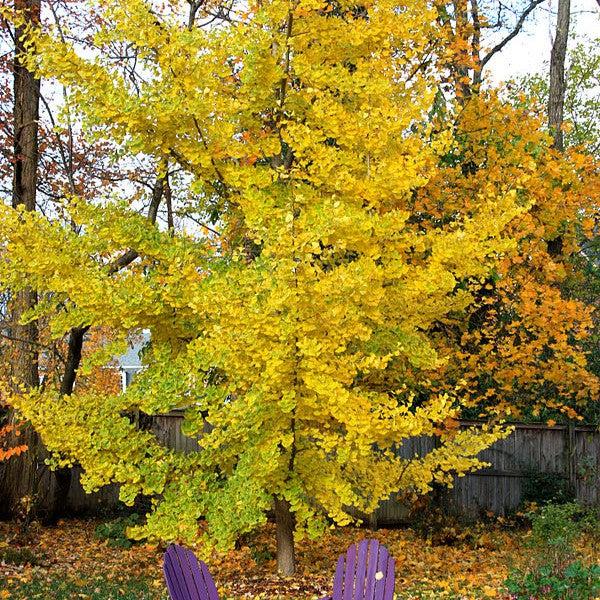 Ginkgo biloba 'PNI 2720' ~ Princeton Sentry® Ginkgo-ServeScape