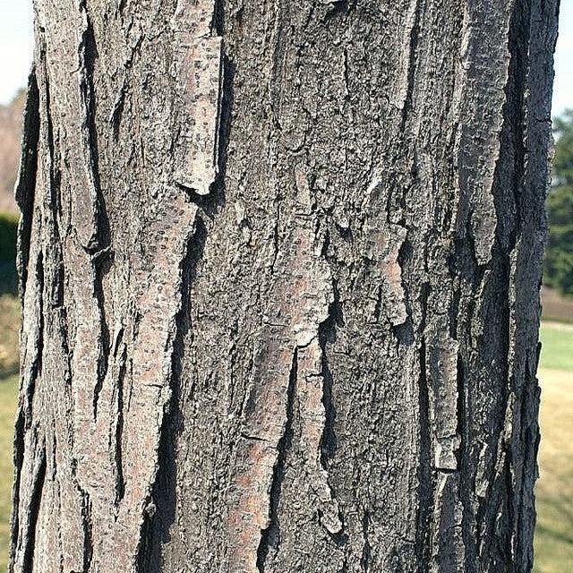 Gleditsia triacanthos var. inermis 'Shademaster' ~ Shademaster Honeylocust-ServeScape