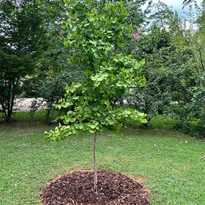 Ginkgo biloba 'Golden Globe' ~ Golden Globe Ginkgo-ServeScape