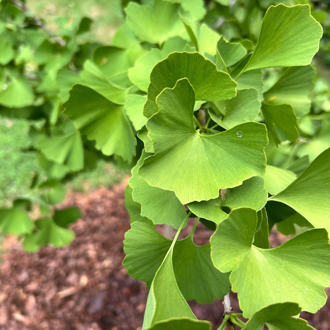Ginkgo biloba 'Golden Globe' ~ Golden Globe Ginkgo-ServeScape