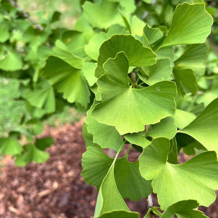 Ginkgo biloba 'Golden Globe' ~ Golden Globe Ginkgo-ServeScape