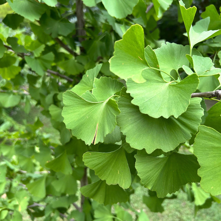 Ginkgo biloba 'Golden Globe' ~ Golden Globe Ginkgo-ServeScape