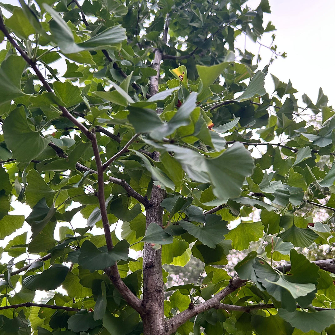 Ginkgo biloba 'Golden Globe' ~ Golden Globe Ginkgo-ServeScape