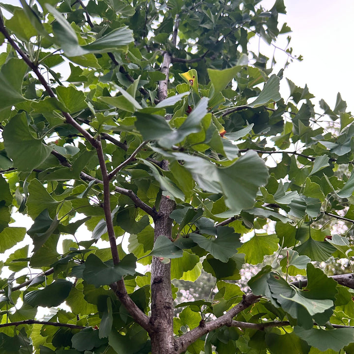 Ginkgo biloba 'Golden Globe' ~ Golden Globe Ginkgo-ServeScape