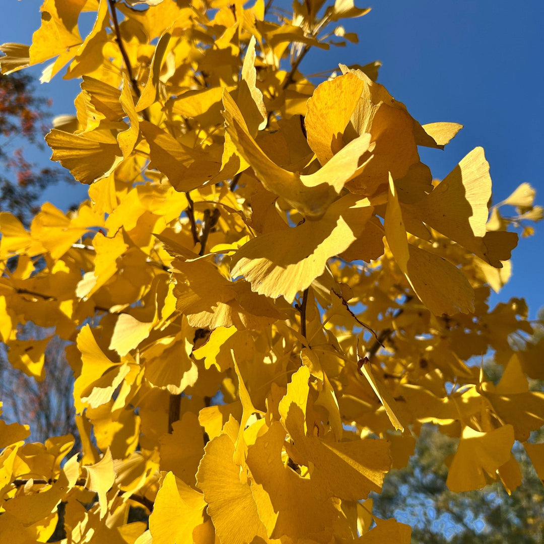 Ginkgo biloba 'Golden Globe' ~ Golden Globe Ginkgo-ServeScape
