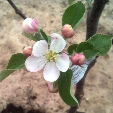 Malus domestica 'Gold Rush' ~ Gold Rush Apple-ServeScape